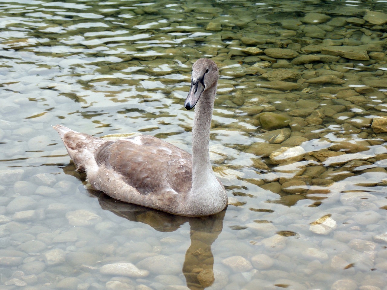 animal swan cygnet free photo