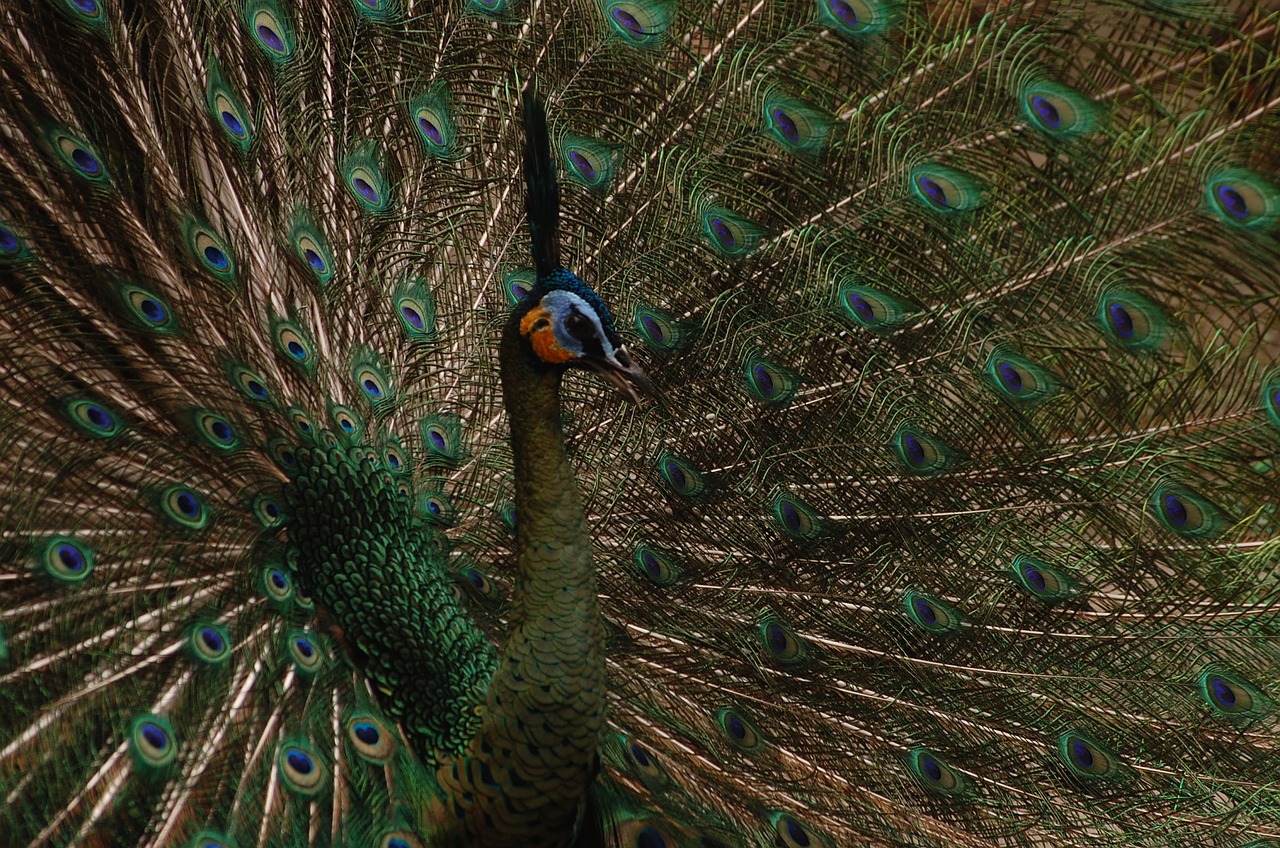 animal bird peacock free photo