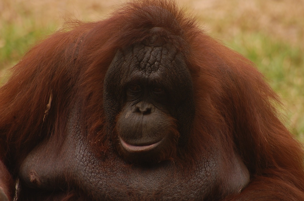 animal monkey orang utan free photo