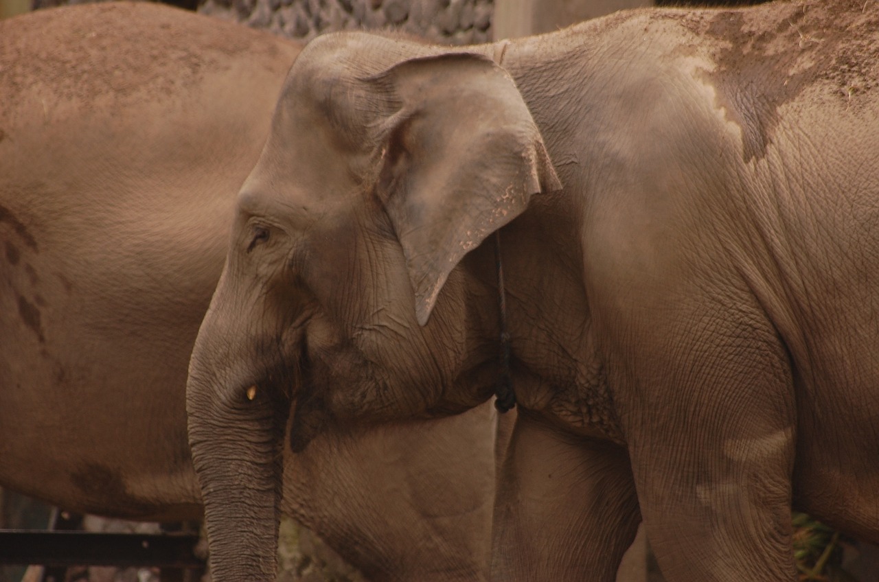 animal elephant zoo free photo