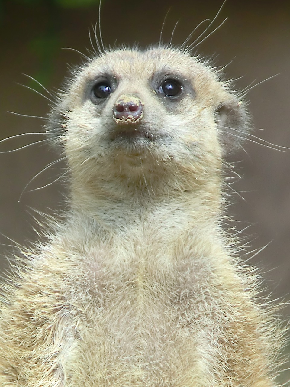 animal zoo meerkat free photo