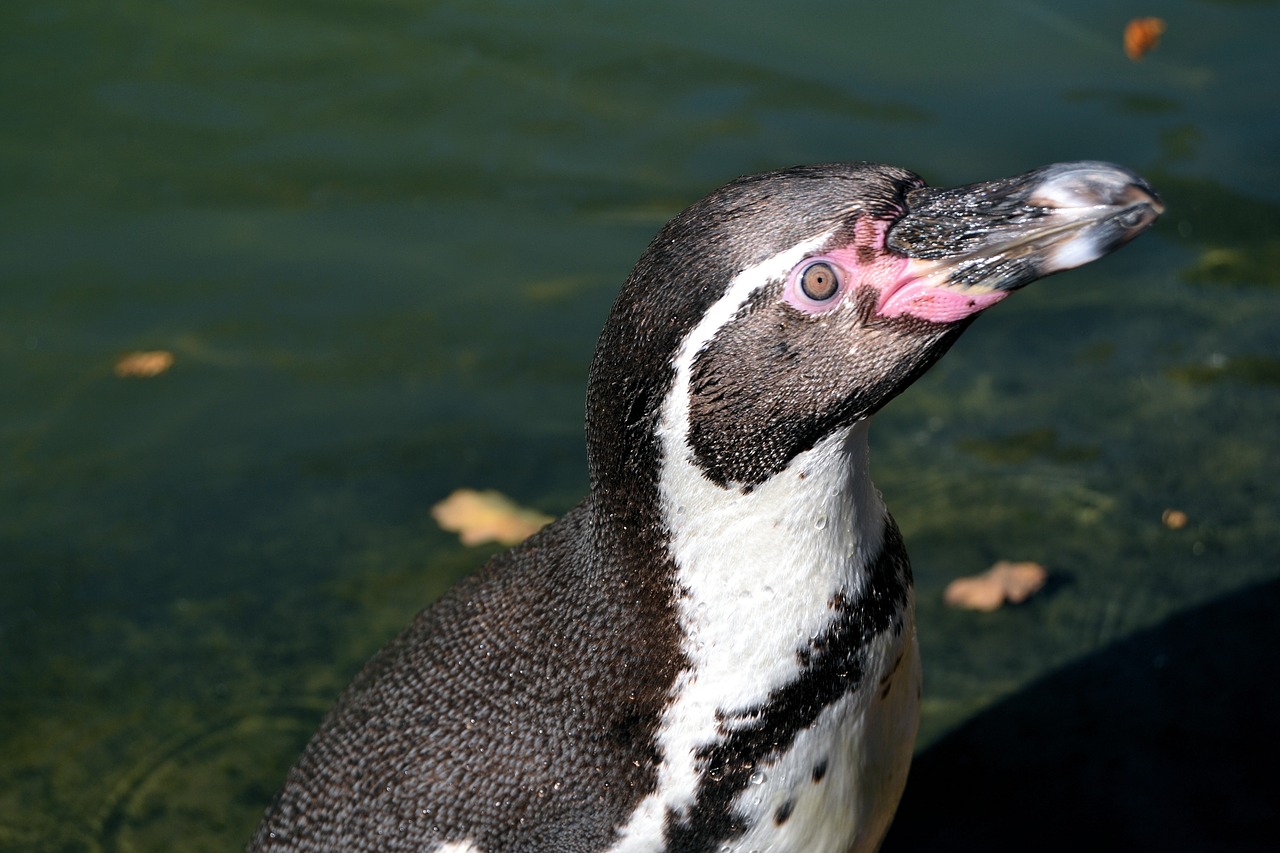 animal penguin water bird free photo