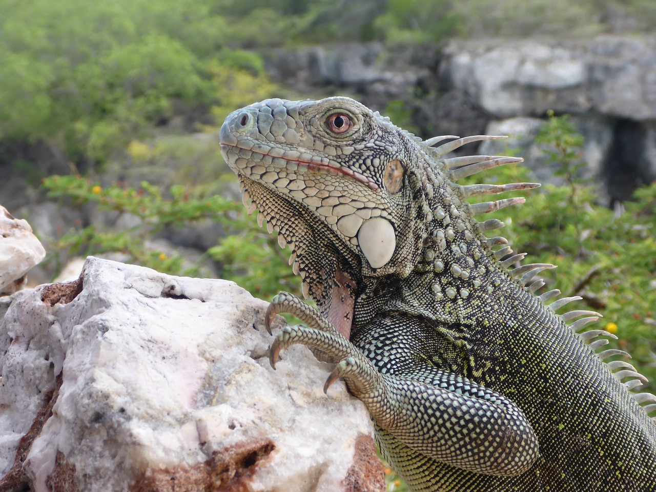 animal iguana caribbean free photo