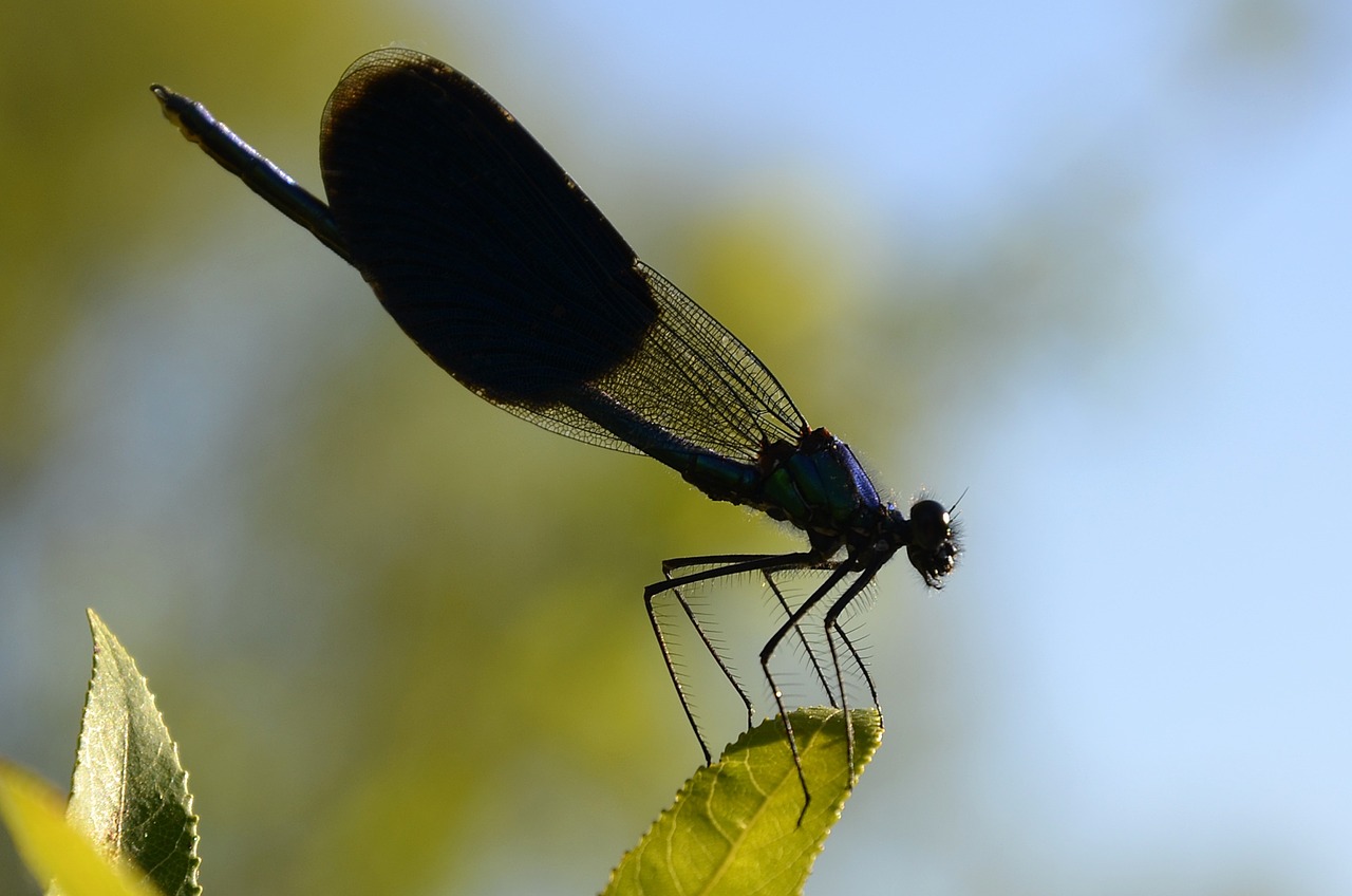 animal insect dragonfly free photo