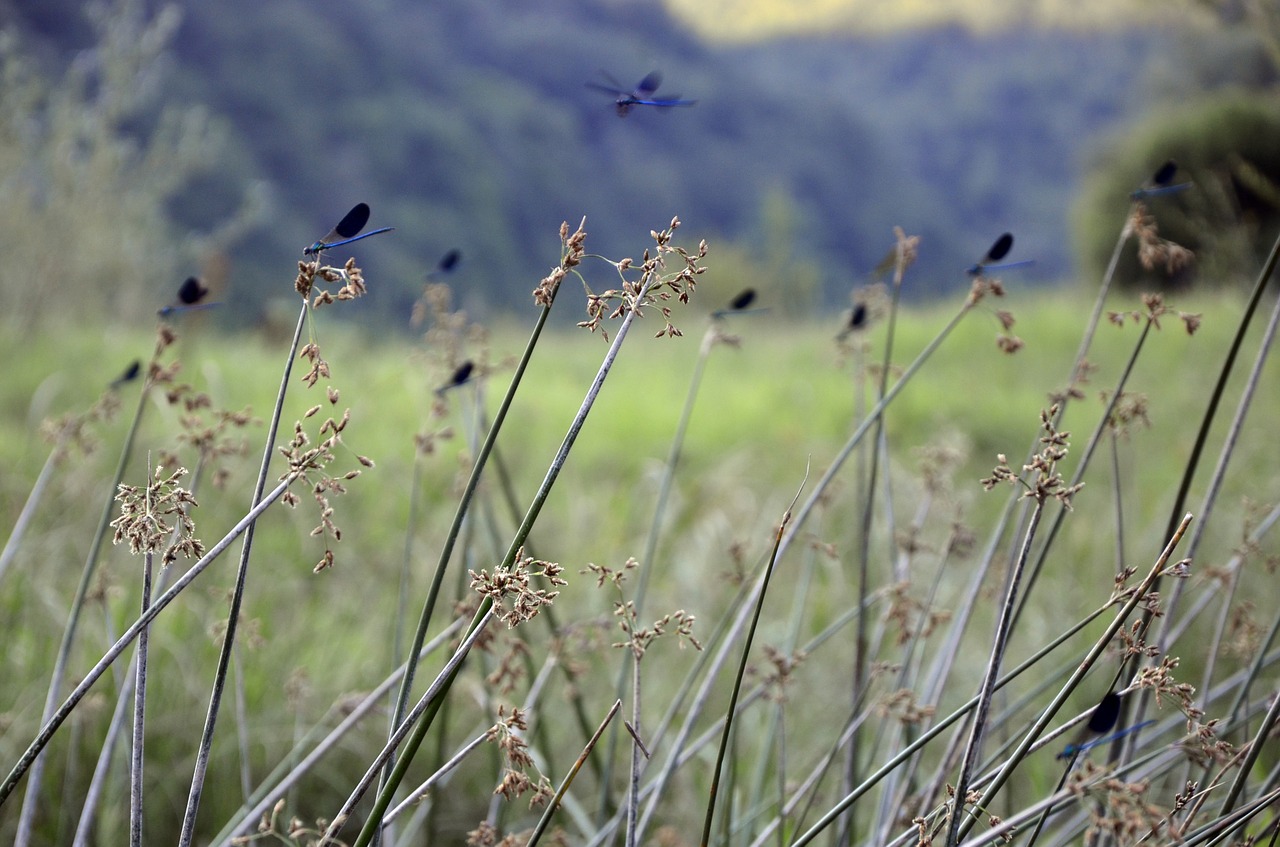 animal insect dragonfly free photo