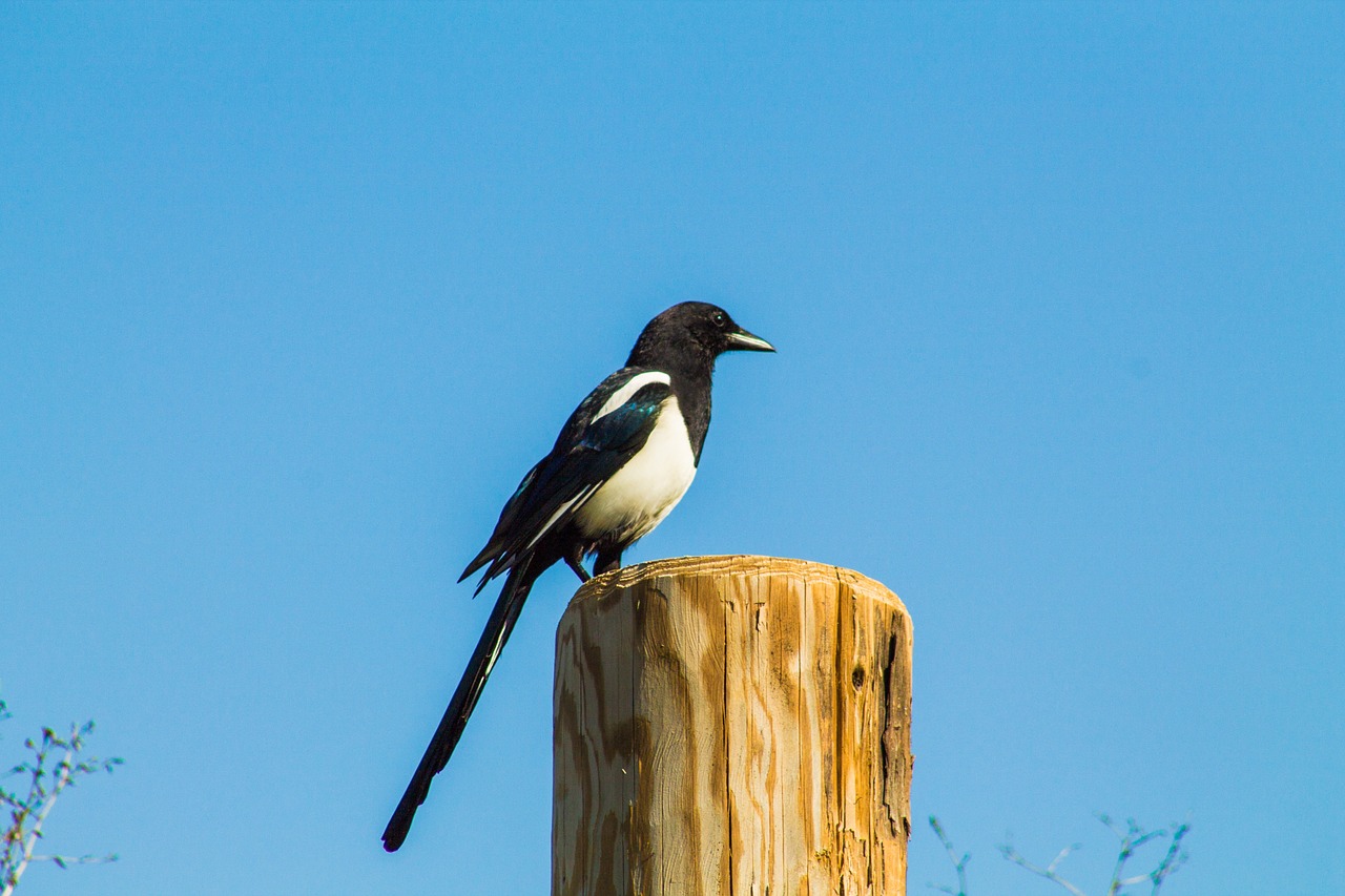 animal bird sky free photo