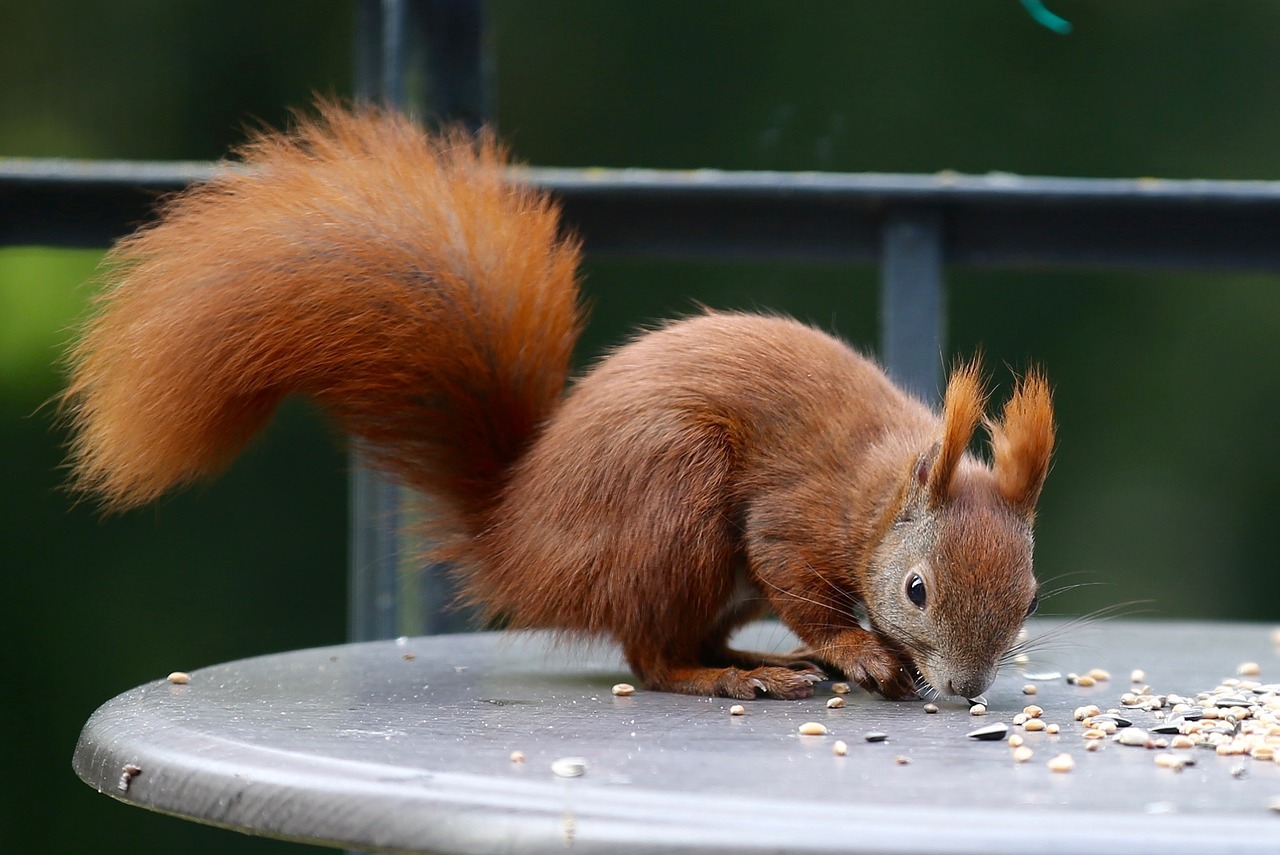 animal squirrel nature free photo