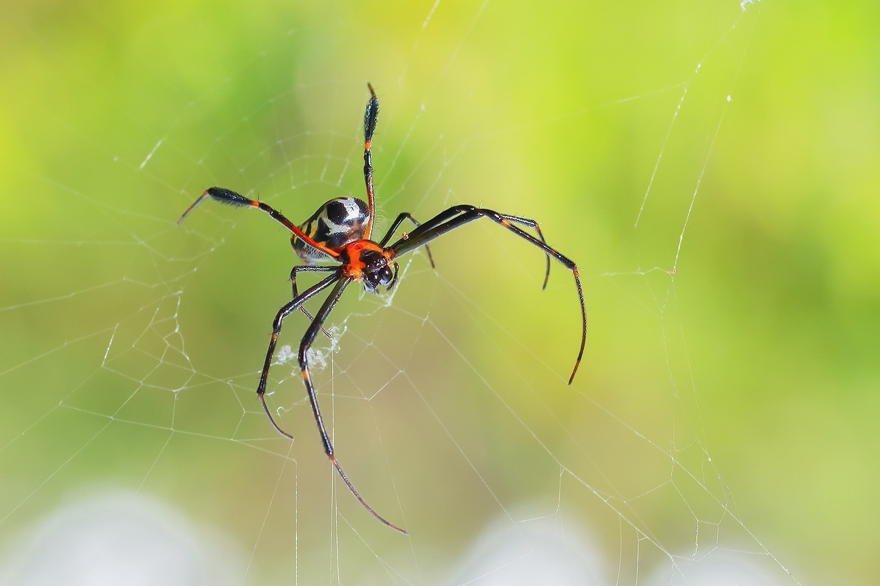 animal spider nature free photo