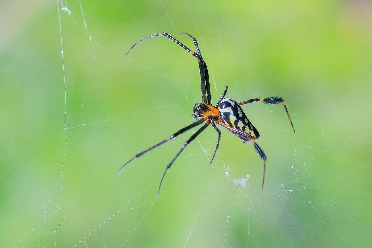 animal spider nature free photo