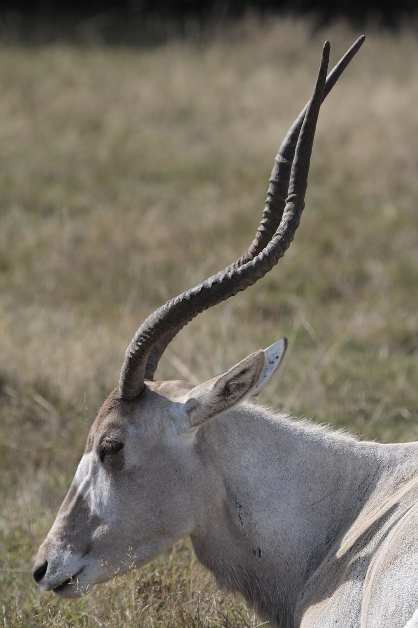 animal africa horn oryx free photo