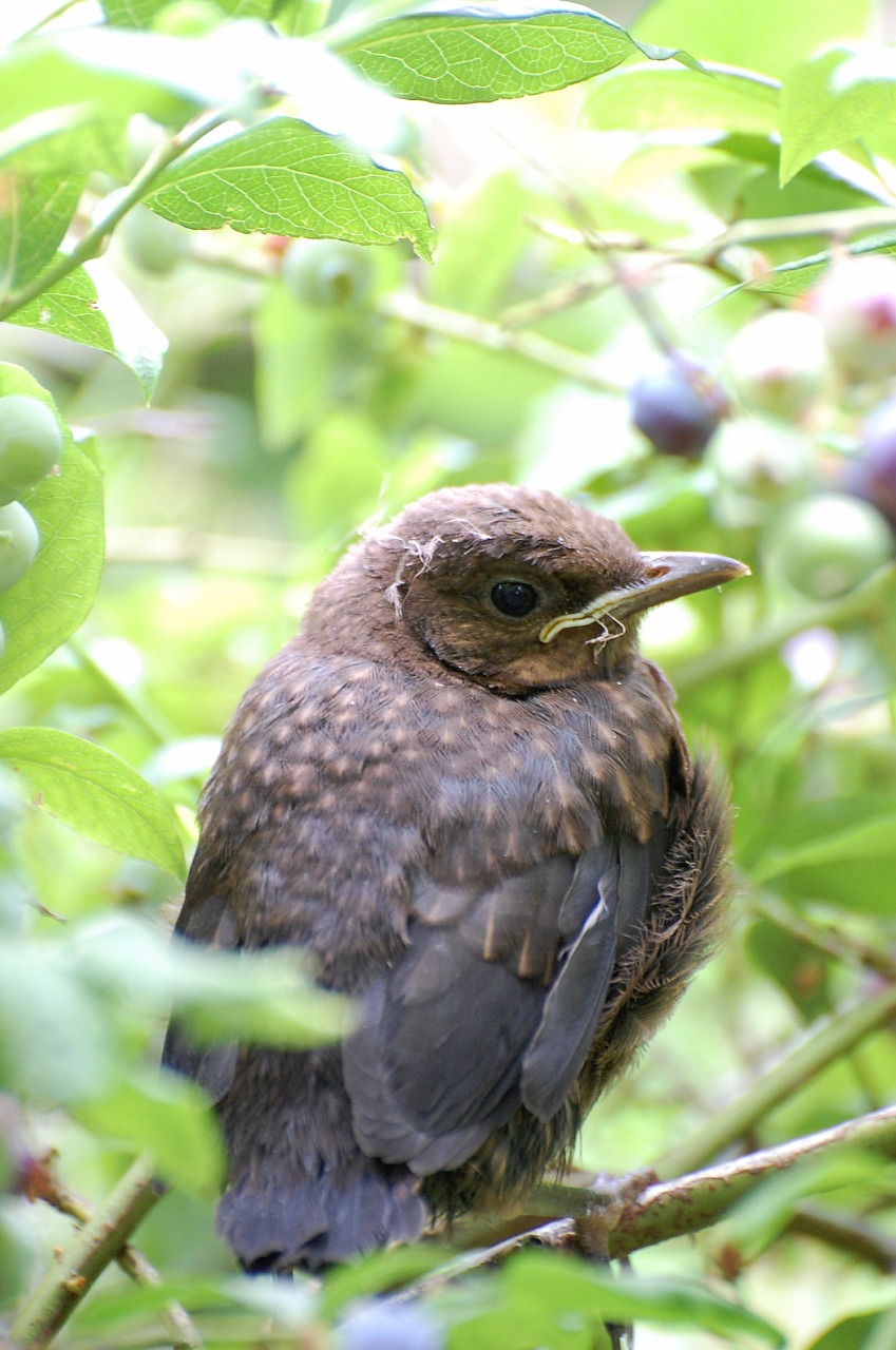 animal babies blackbird young animal free photo