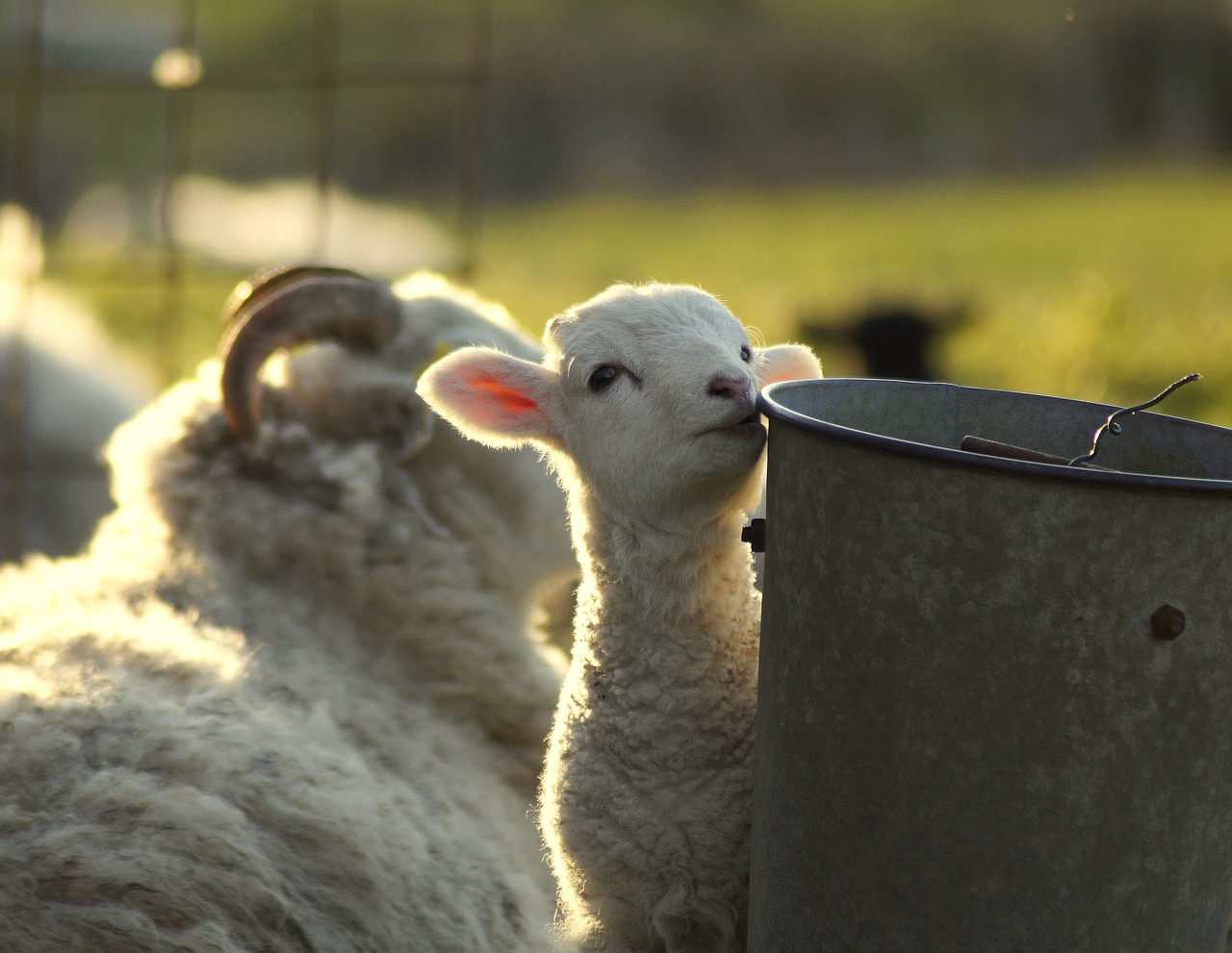 animal child  curious  lamb free photo