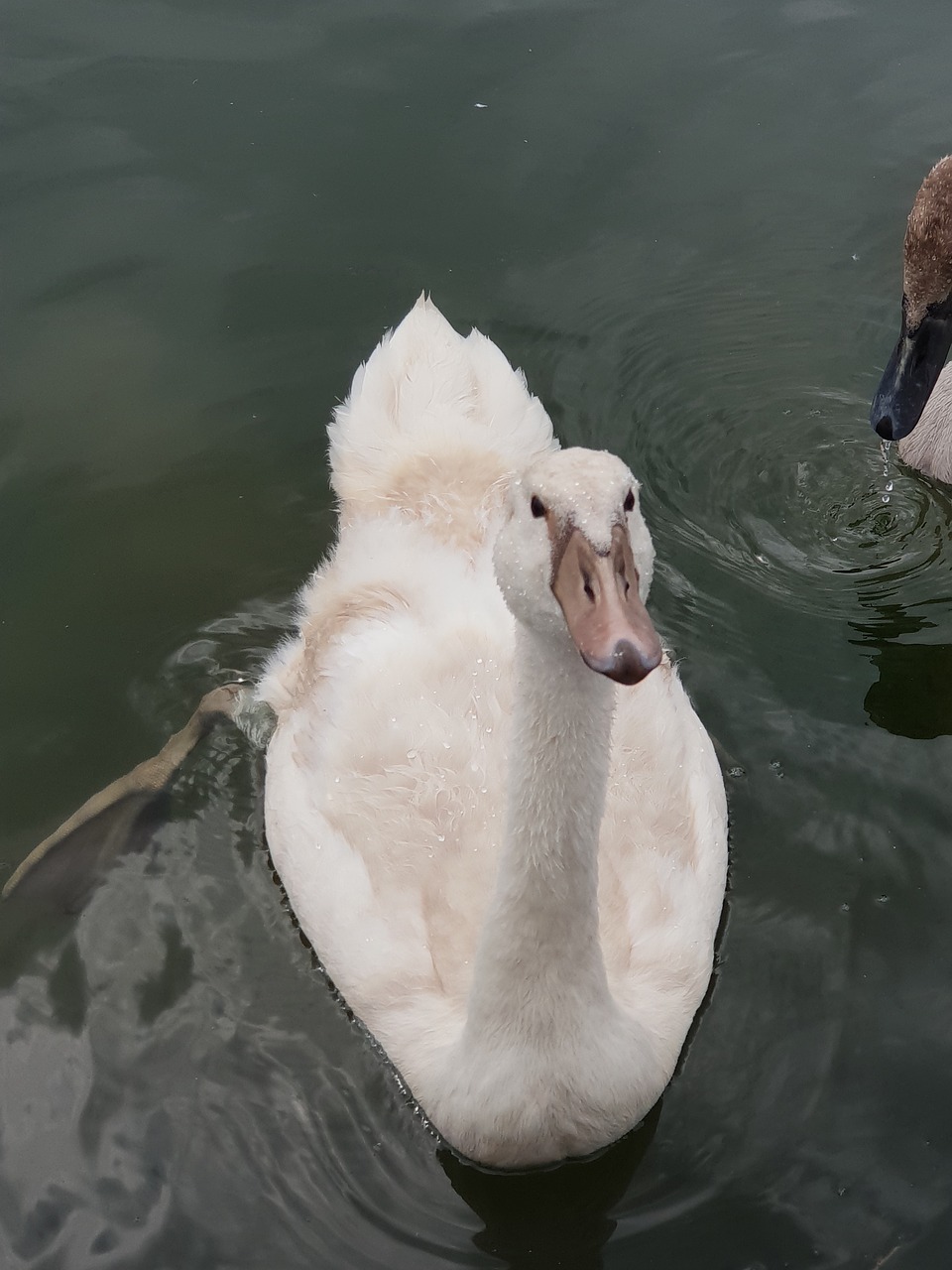 animal children  swan  water free photo