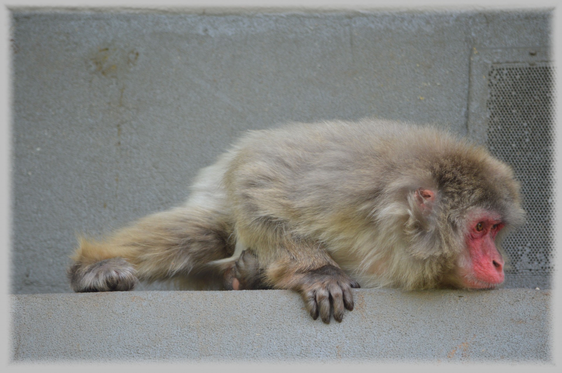 monkey business zoo food free photo