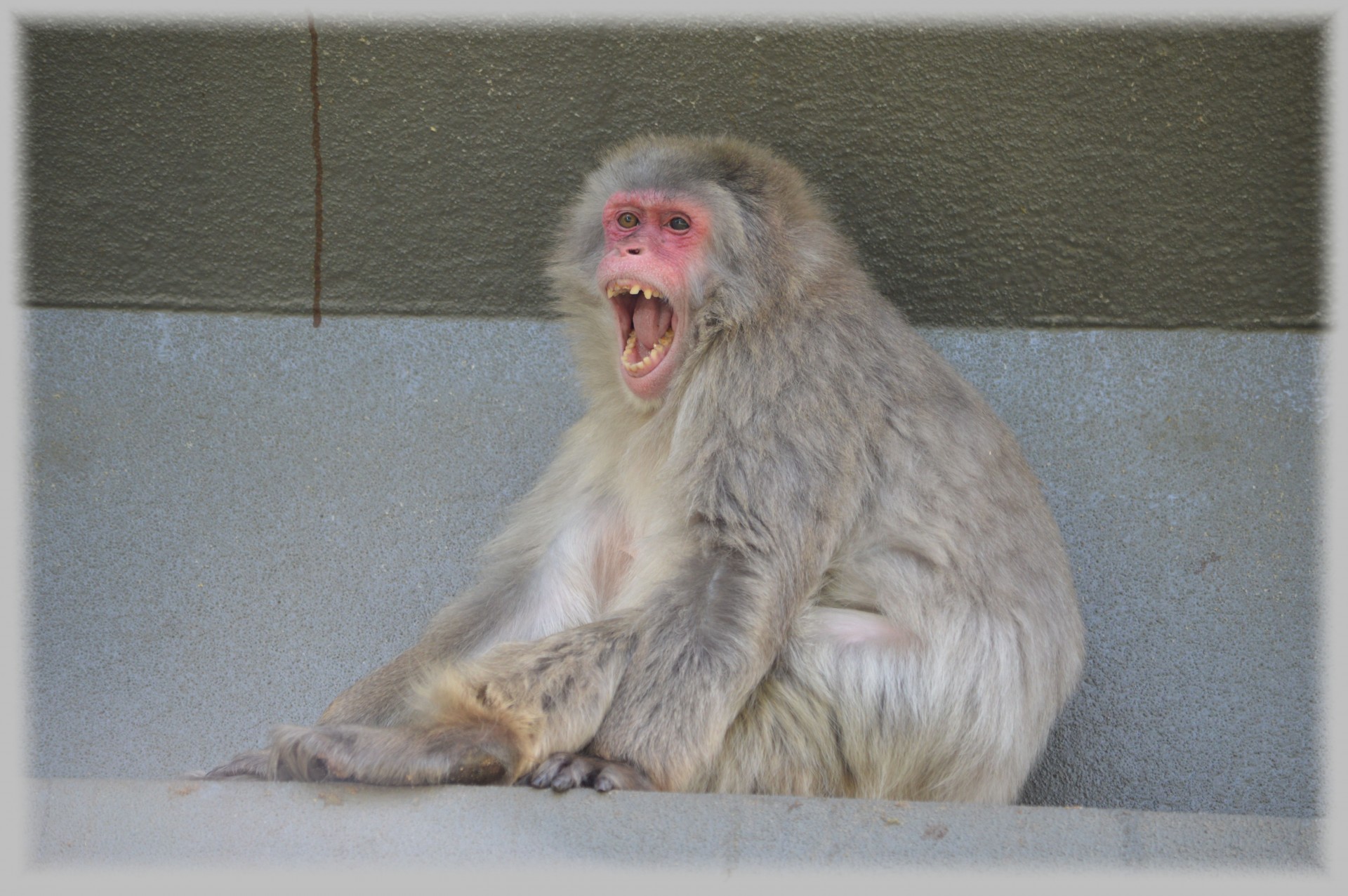 monkey business zoo food free photo