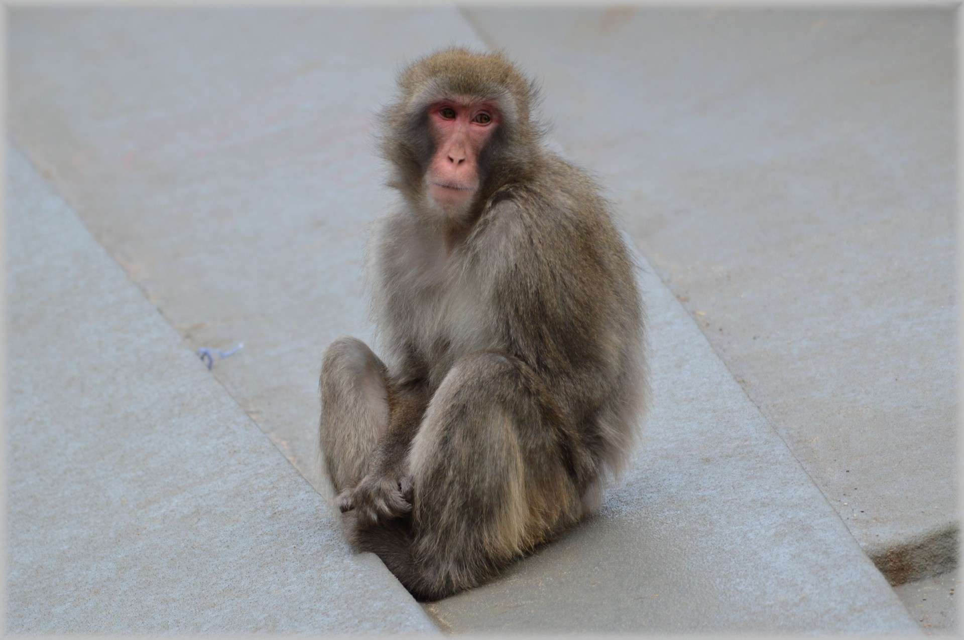 monkey business zoo food free photo