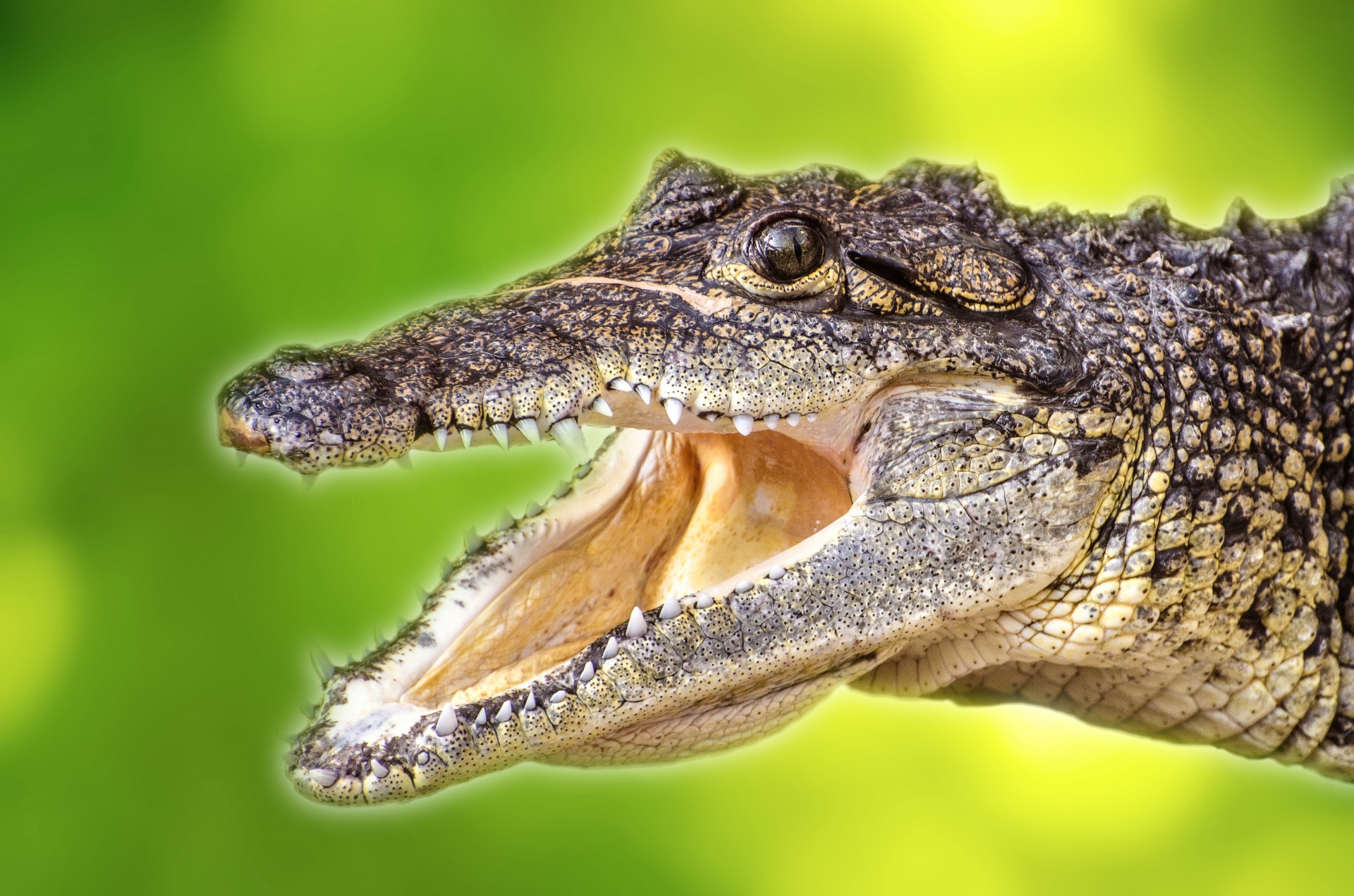 Крокодил это пресмыкающееся животное. Нильский крокодил. Пресмыкающиеся крокодил. Yellow Caiman Crocodile. Голова крокодила.