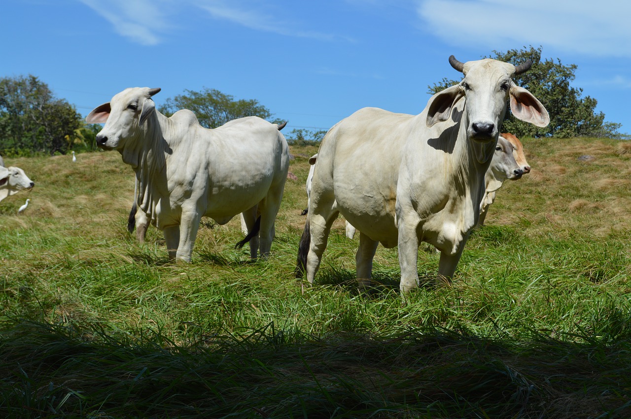 animal husbandry  cow  livestock free photo