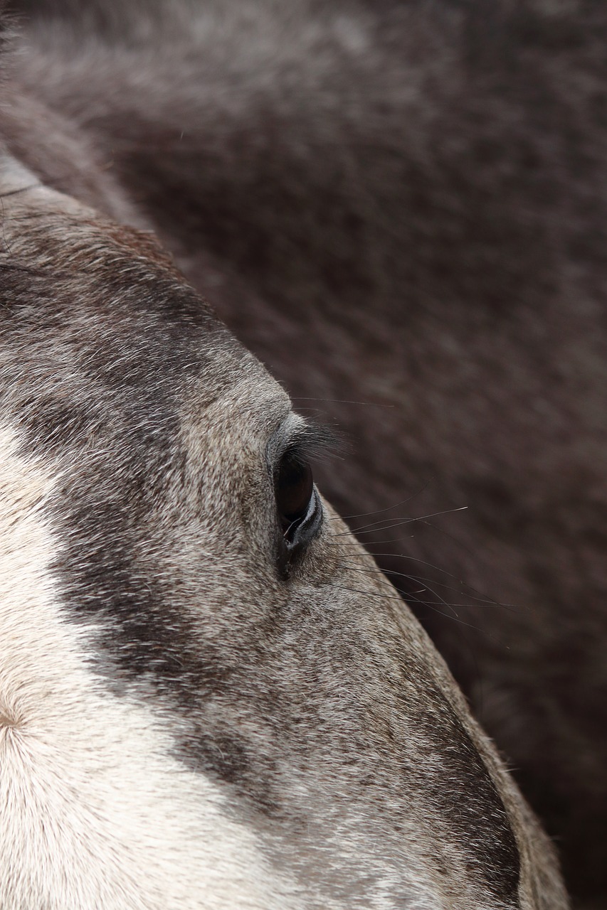 animal kingdom  mammals  portrait free photo