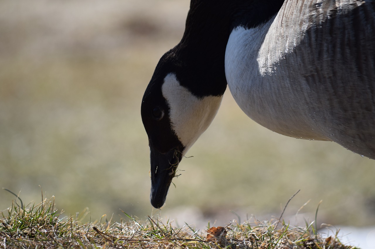 animal life  nature  birds free photo