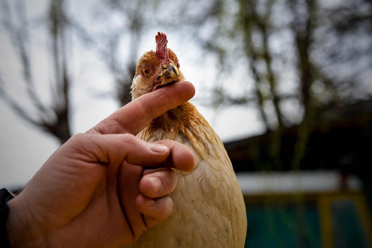 animal love  outdoor animal  open air free photo