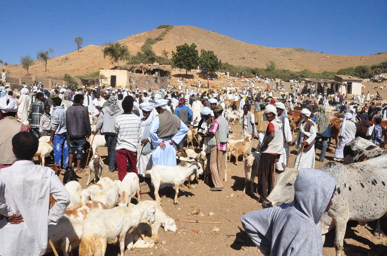 animal market eritrea keren free photo