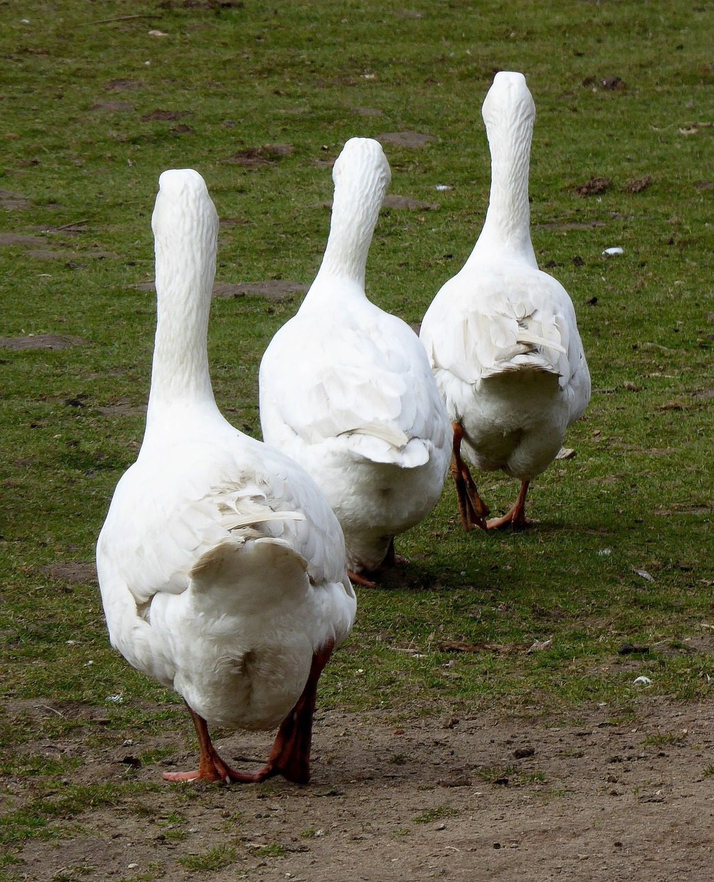 animal photo geese livestock free photo
