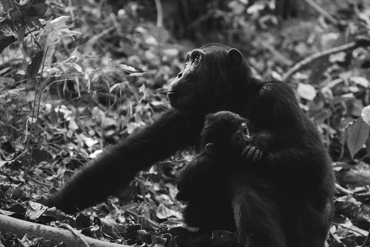 animal photography animals chimpanzees free photo