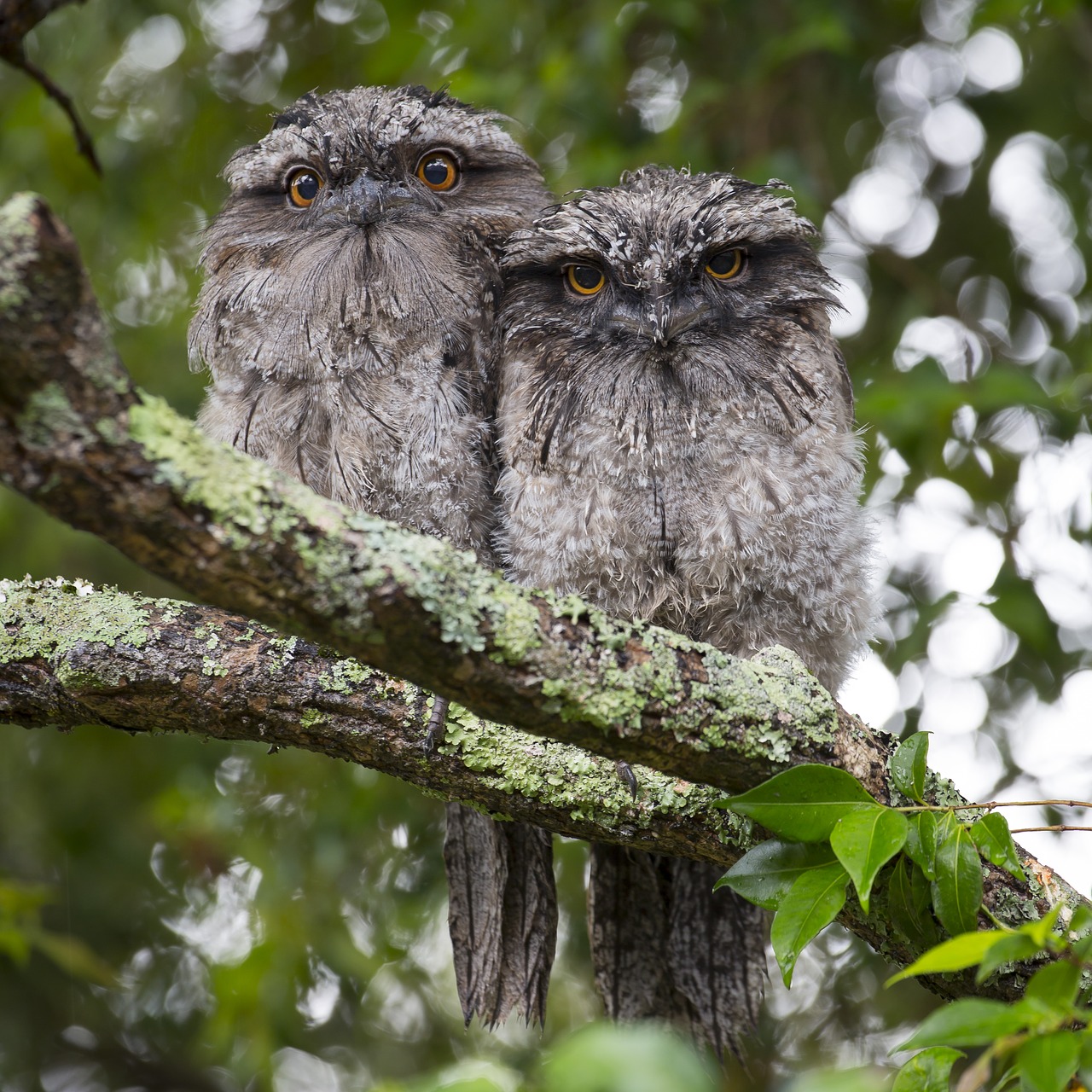 animal photography animals birds free photo