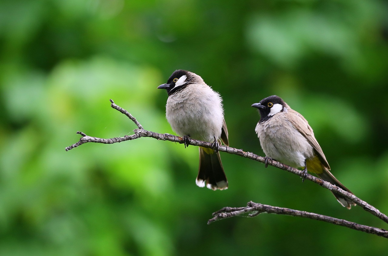 animal photography birds branch free photo