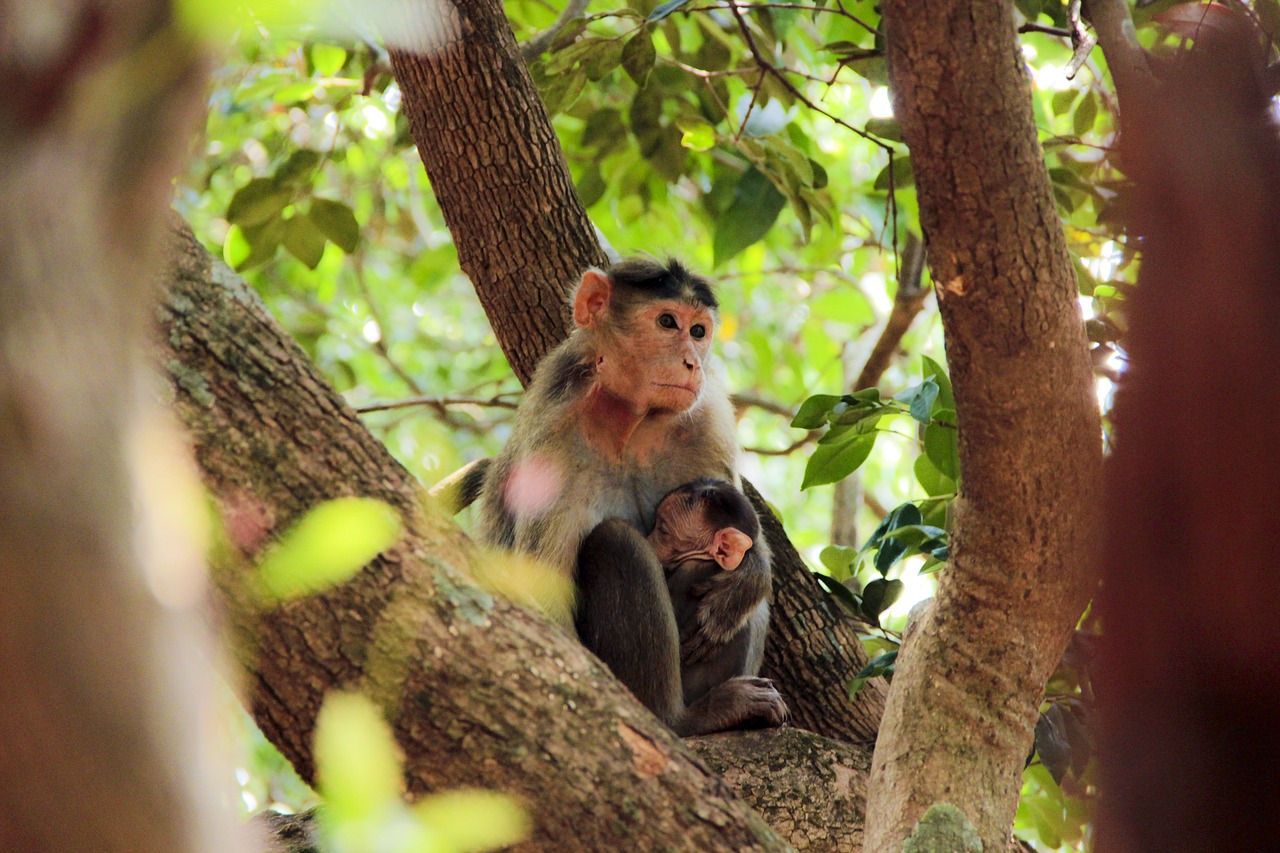 animal photography jungle monkey free photo