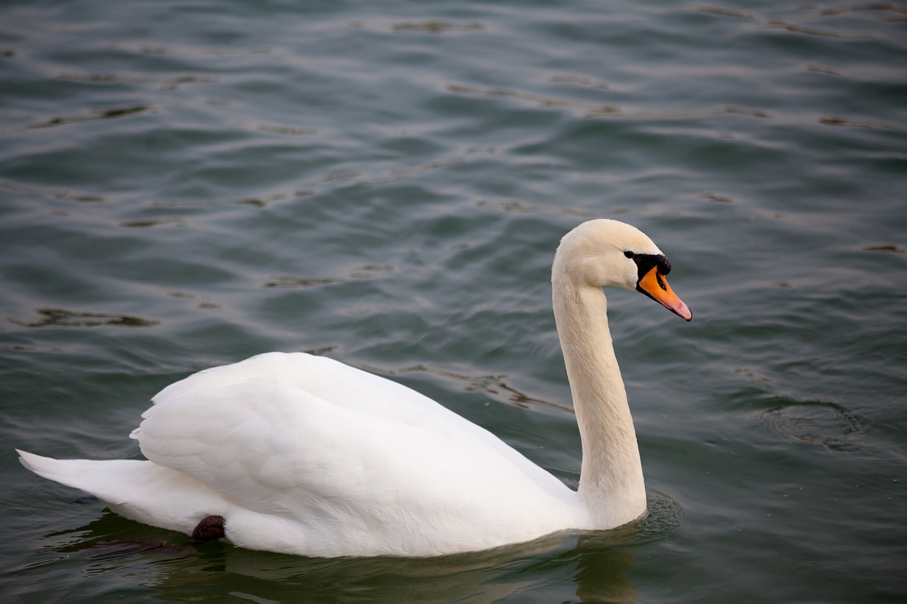 animal photography bird swan free photo