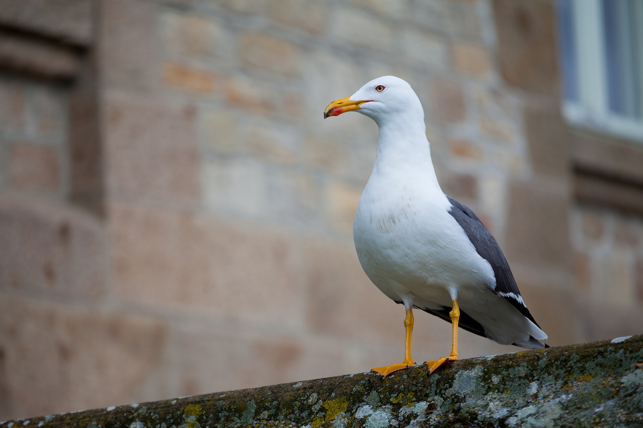 animal photography bird seagull free photo