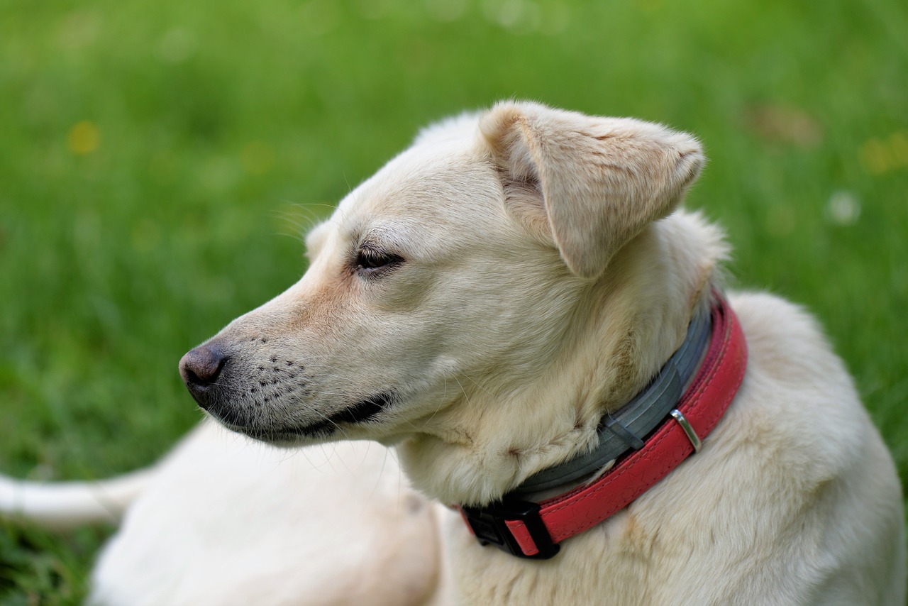 animal portrait dog attention free photo