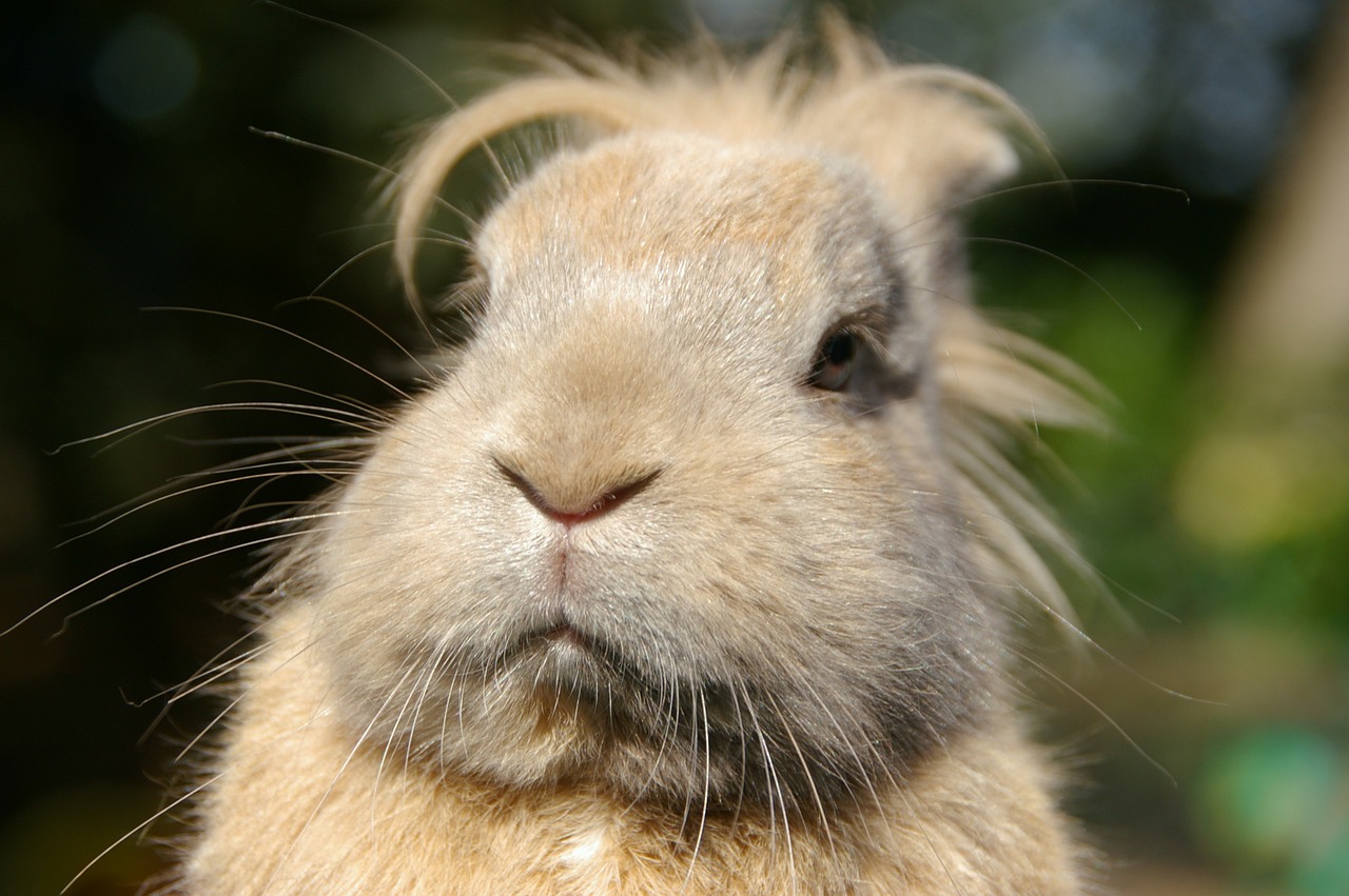 animal portrait rabbit thoughtful free photo