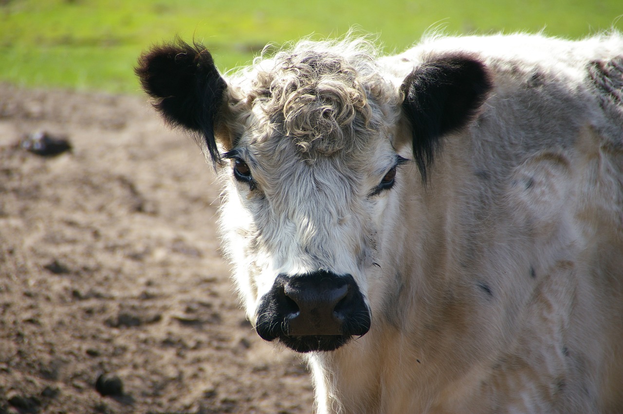 animal portrait park cattle white free photo