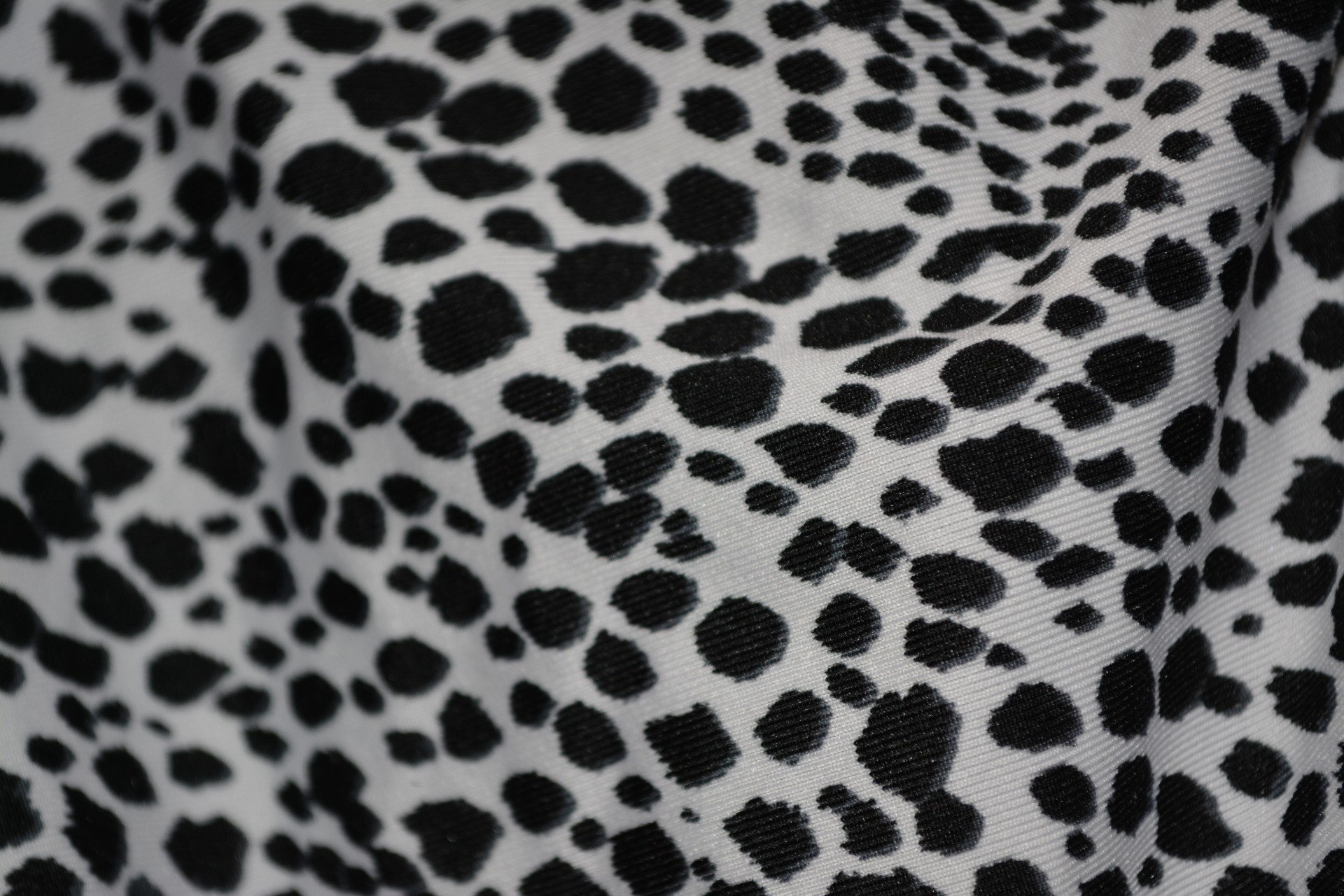 background macro leopard free photo