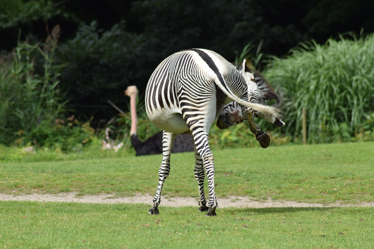 animal recording safari zebra free photo