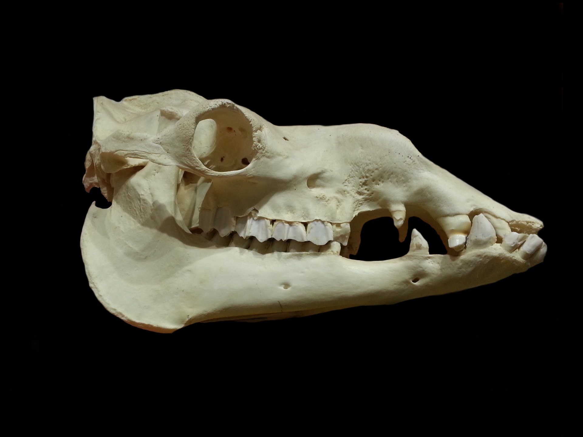 Skeleton,animal,skull,dead,archeology - free image from 