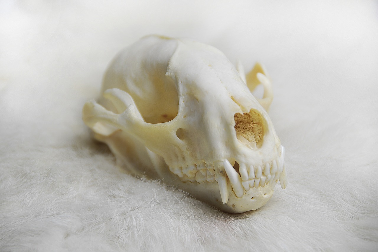 animal skull skull anatomy free photo