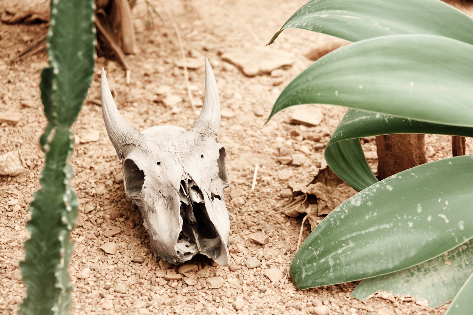 animal skull arid bone free photo