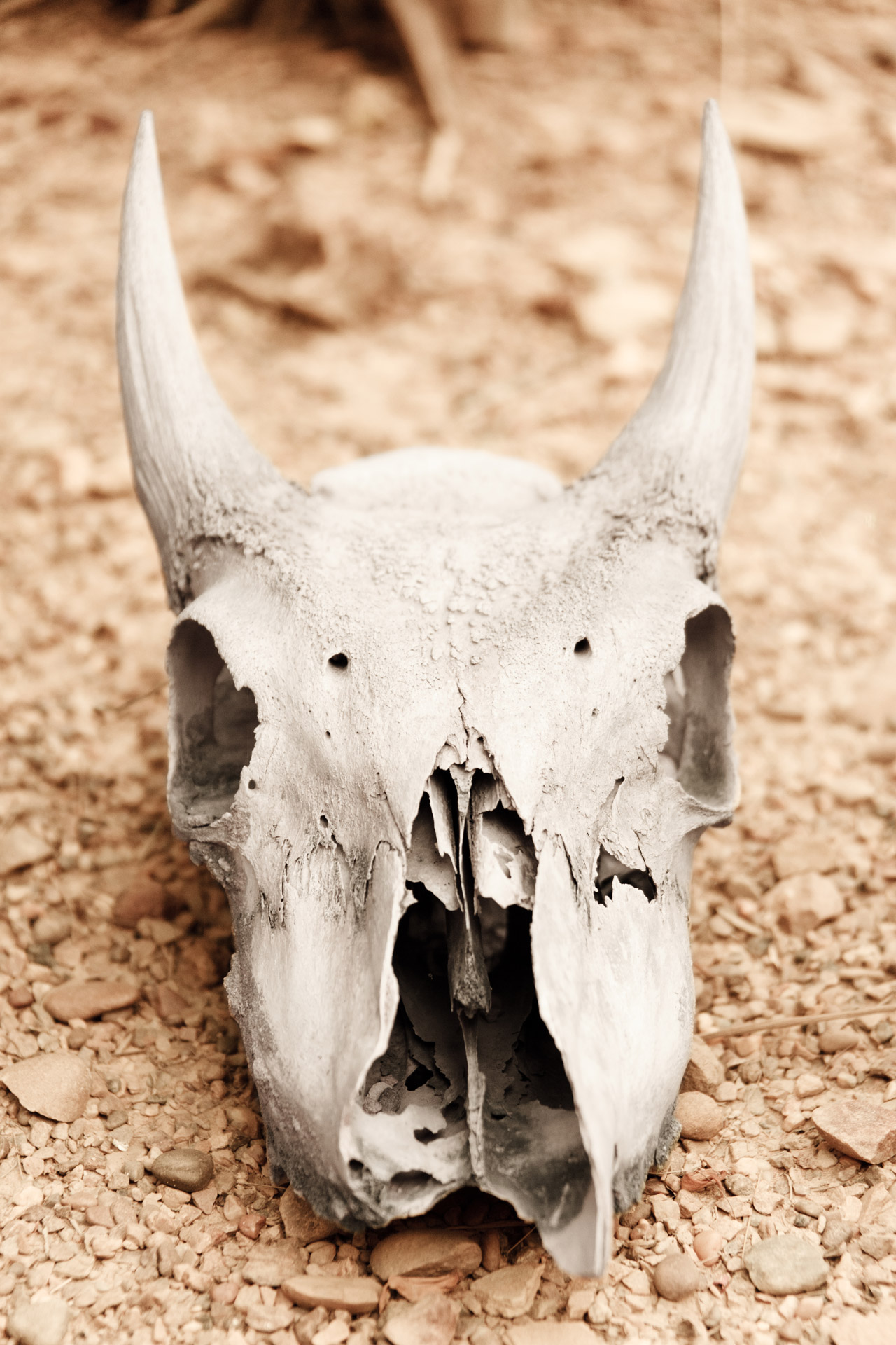animal skull arid bone free photo