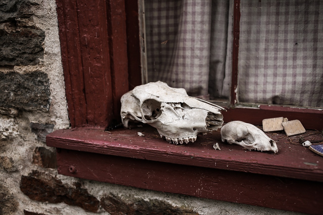 animal skulls skeleton skulls free photo
