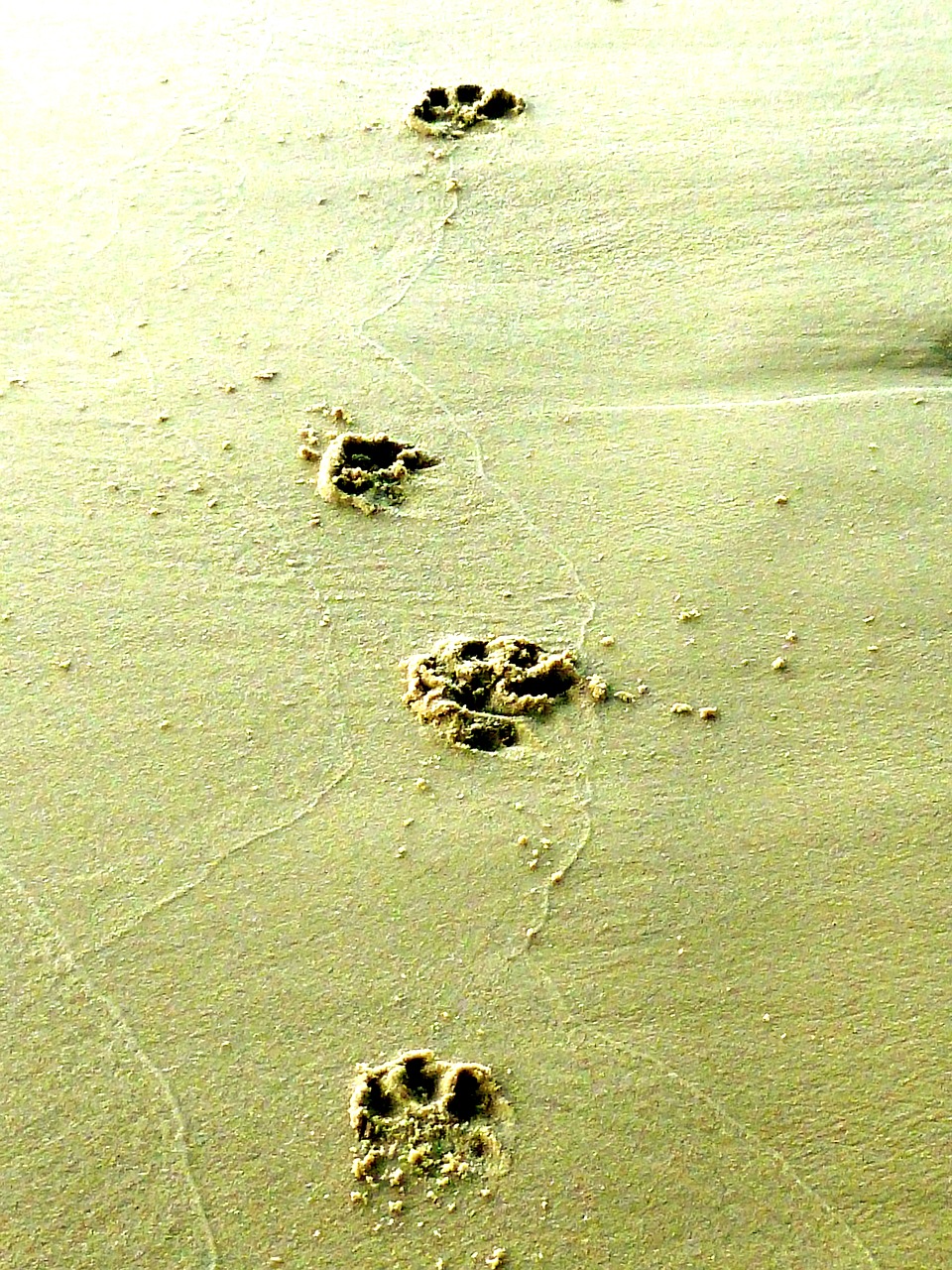 animal tracks dog track paw prints free photo