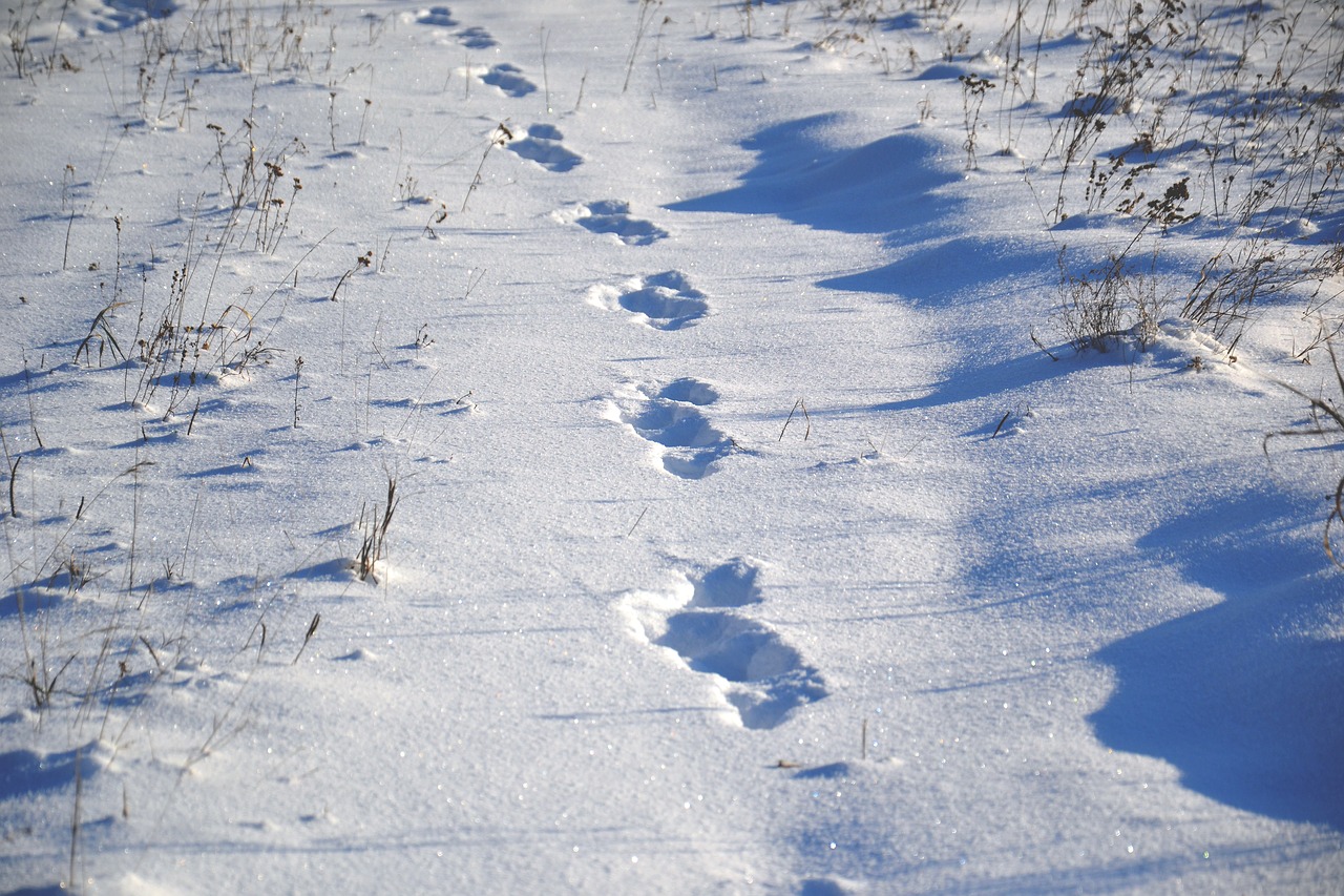 animal tracks on snow snow free photo