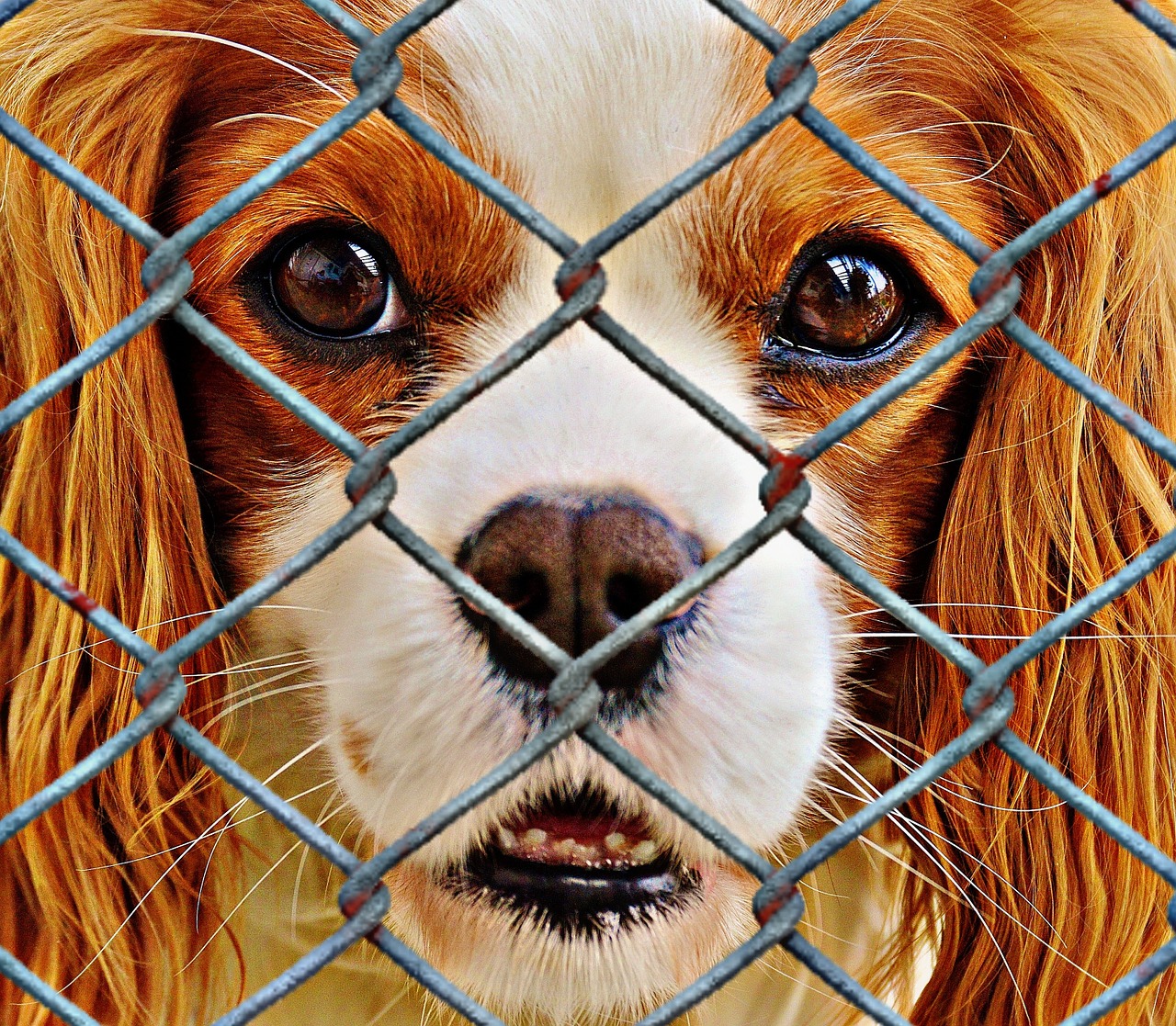 animal welfare dog imprisoned free photo
