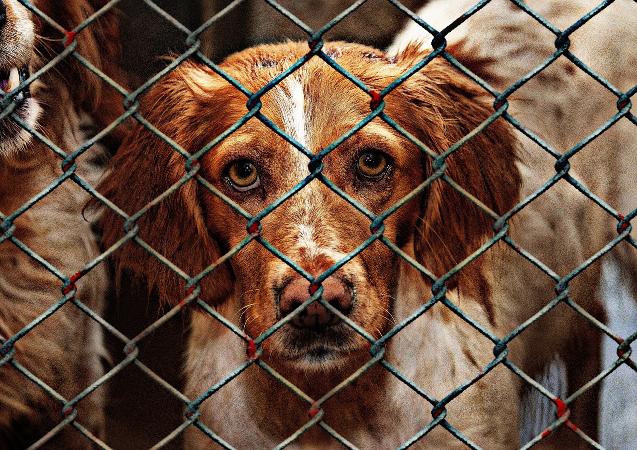 animal welfare dog imprisoned free photo