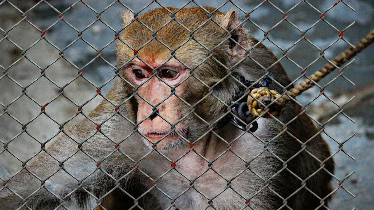 animal welfare cruelty to animals help free photo