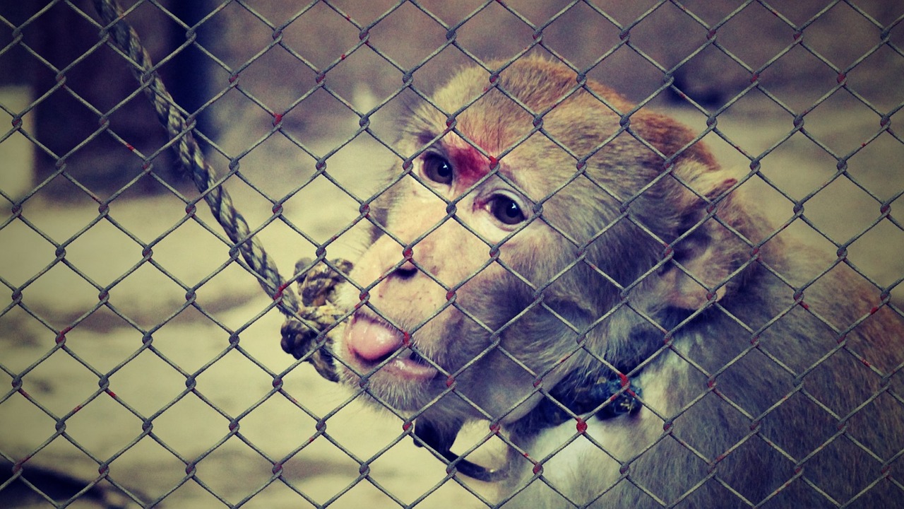 animal welfare cruelty to animals help free photo