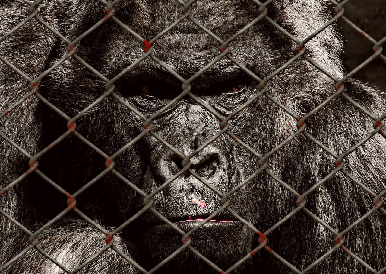 animal welfare gorilla imprisoned free photo